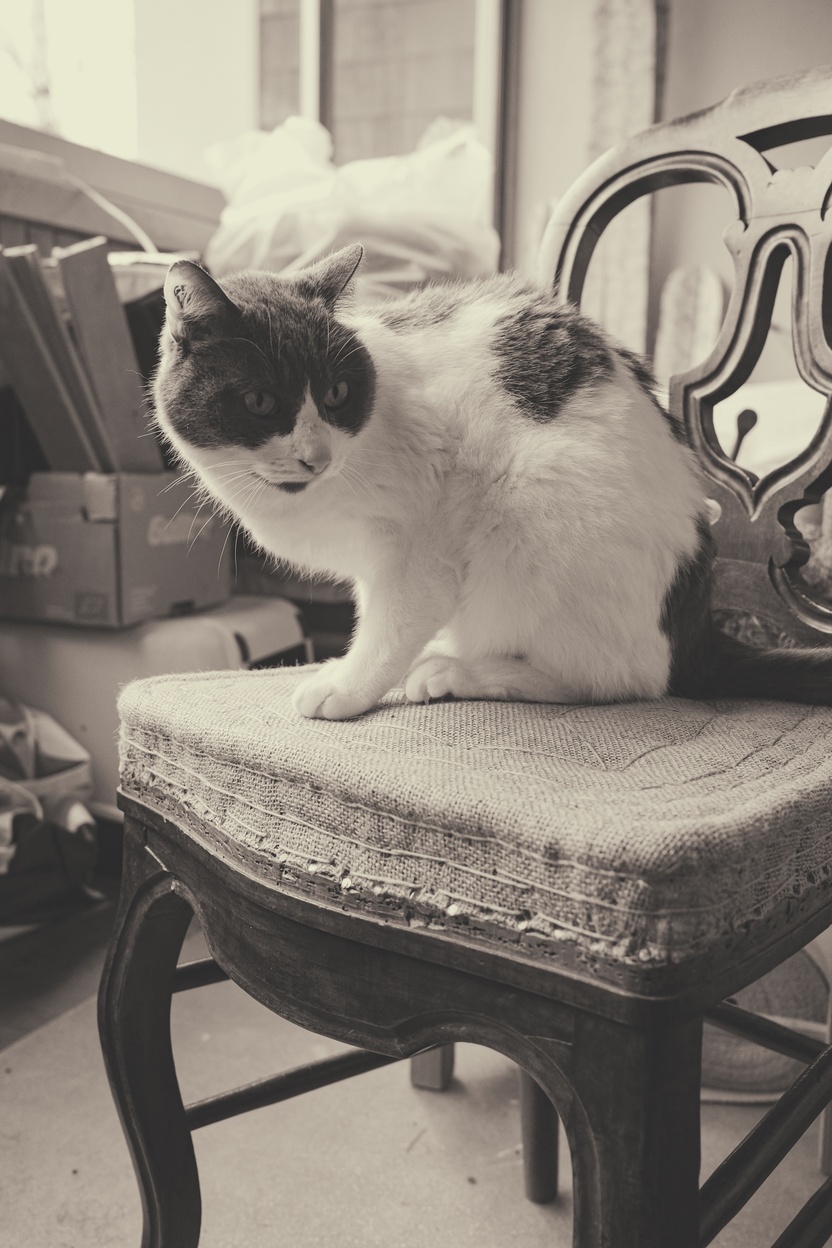 chat sur une chaise en noir et blanc